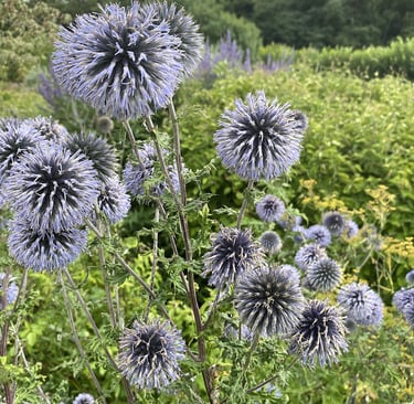 le graphisme de l'Echinops ritro
