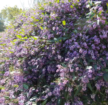 La souplesse et l'opulence d'Hardenbergia violacea