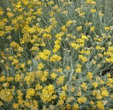 Immortelle d'Italie - doux contraste des fleurs jaune sur un feuillage argenté
