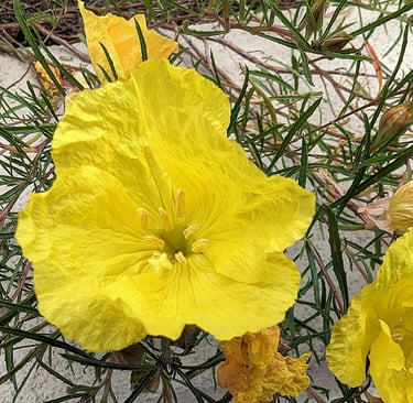 Oenothère jaune très résistante à la sécheresse  et la chaleur