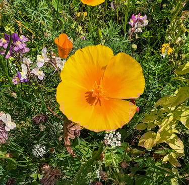 La beauté simple et naturelle du pavot de Californie