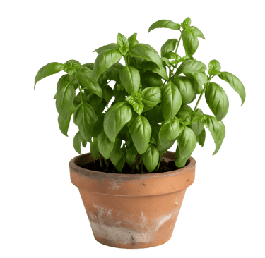 Basilic en pot - licence Vecteezy gratuite
