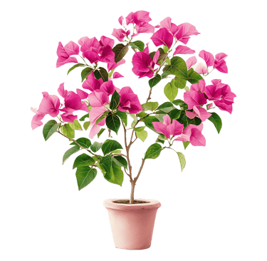 Bougainvillier en pot - licence Vecteezy gratuite