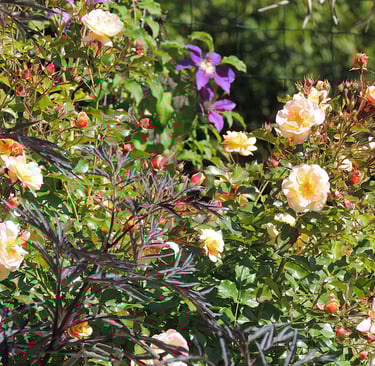 Association rosier paysager abricot, Clématite violette et sureau pourpre