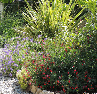 Association sauge Grahamii rouge, Géranium vivace violet et Phormium