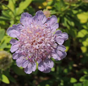 Scabieuse - fleur à fois simple et complexe