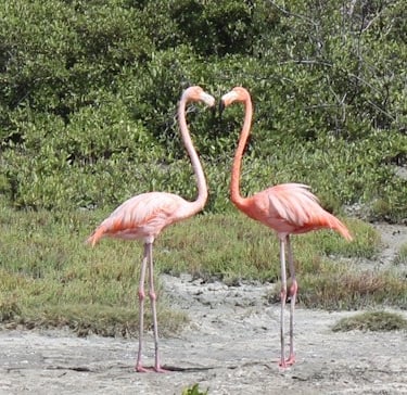 flamingos bonaire