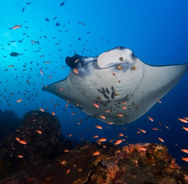 Micronesia Manta Ray