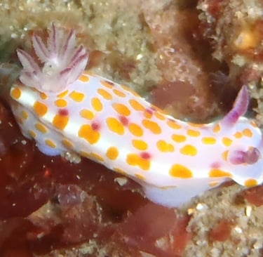 nudibranch sailing adventure