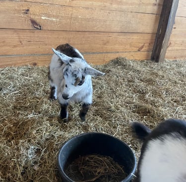 Baby goat standing in a cozy barn stall, next to a feeding bowl of hay.