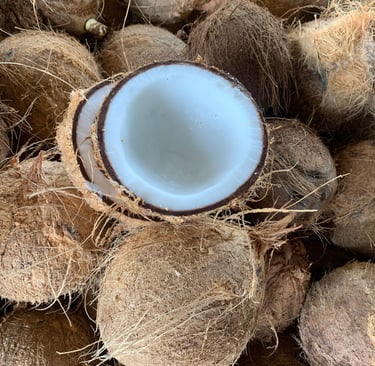 a coconut tree is shown in a pile of coconuts