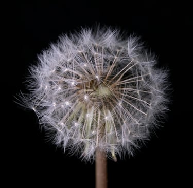 a dandela flower with a black background