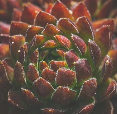 a close up of a plant with a flower
