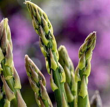 Nahaufnahme von zarten wilden Spargelspitzen in der Natur vor einem verschwommenen violetten Hintergrund