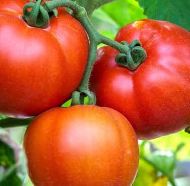 Drei große rote Tomaten direkt am grünen Strauch im Garten kurz vor der Ernte