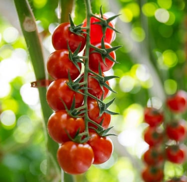 Ripe red cherry tomatoes ripening on the vine in a sunny home garden