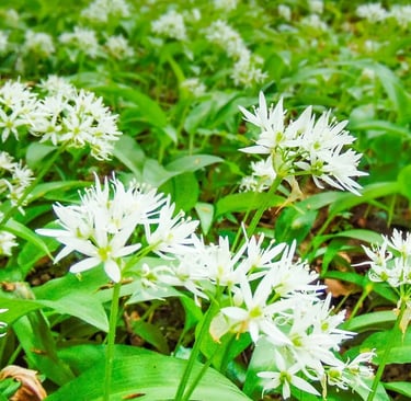 Ail des ours dans les sous bois