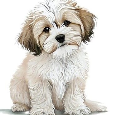 A MalShi Puppy sitting on a white background