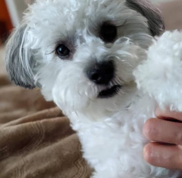 Perfect Paw Pups Mal-Shi Puppy Litter MalSh Fur Babies
