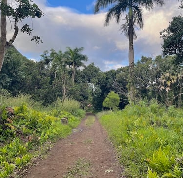 Moanalua Valley Trail Hawai'i O'ahu