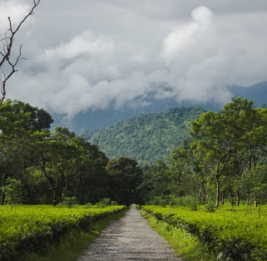 Tea Garden