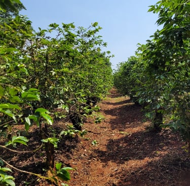 An image of a Kenyan Coffee farm in Nyeri 