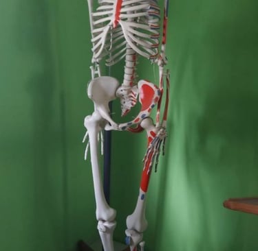 #HUMAN SKELTON MODEL