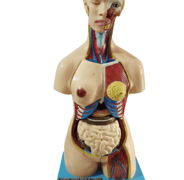 Human body Anatomical Model