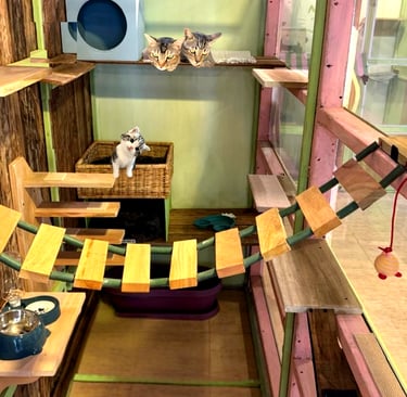 Premium Deluxe Suite with wooden climbing shelves, cozy sleeping spots, and natural light at The Cat