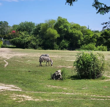 zebras cape may zoo