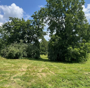 Tulip Poplars, pecan trees, and russian olive bushes in Culpeper, VA