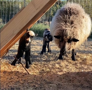 Navajo Churro ewe with a black lamb and a brown lamb