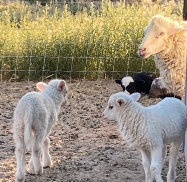 Two Navajo-Churro ram lamb brothers