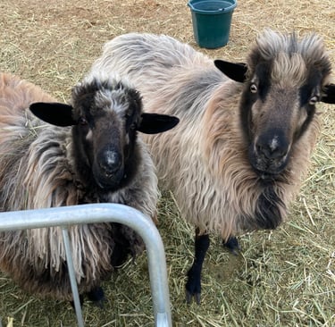 A 6 month old Navajo-churro ewe lamb with her mother
