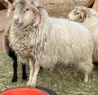 A 6 moth old Navajo-Churro ram with 4 horns 