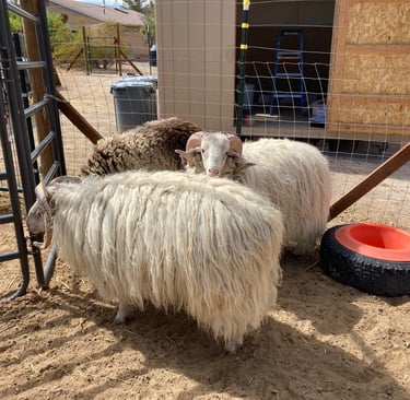 Navajo-Churro rams before shearing. One year of wool growth.