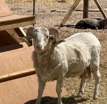 A one year old Navajo-Churro ram after shearing