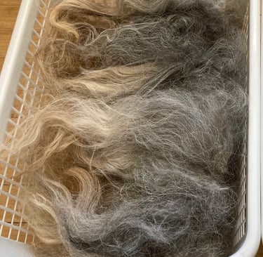 Navajo-churro wool locks in a basket