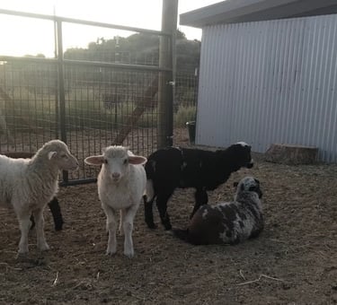 1 month old Navajo-churro lambs on a farm