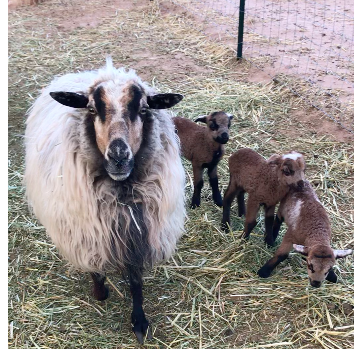 Navajo-churro ewe with 3 lambs