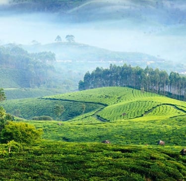 Ananthapuri Cabs-Thiruvananthapuram to Munnar Tour Package