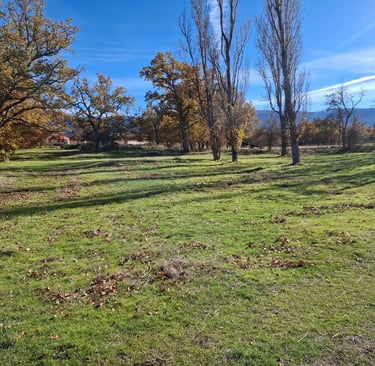 Arboleda en Puerta del Campo