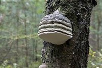 hongo de yesca de gran tamaño