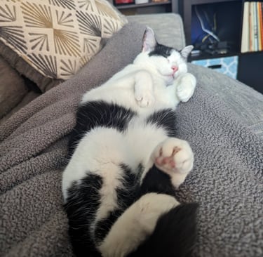 sleeping cat curls up on a cozy blanket on their pet sitters legs