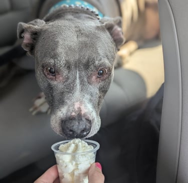 pit bull excited for their pup cup after a long hike