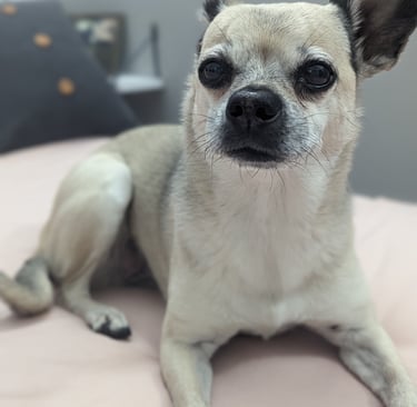 happy chihuahua poses for a picture on a bed