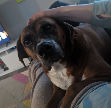 big dog loves to pretend they are a lap dog