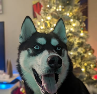 very happy husky poses in front of a christmas tree