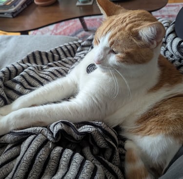 sleep kitty cat snuggled on the couch with their pet sitter