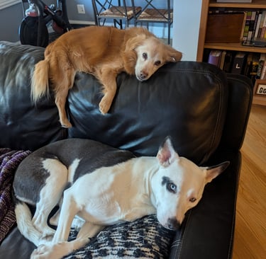 two dogs tired after a long day of walks with their dog walker